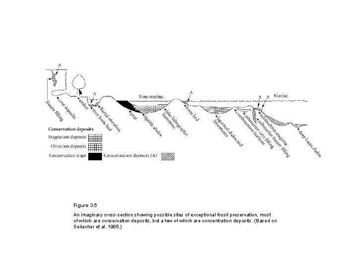 Figure 3. 5 An imaginary cross-section showing possible sites of exceptional fossil preservation, most