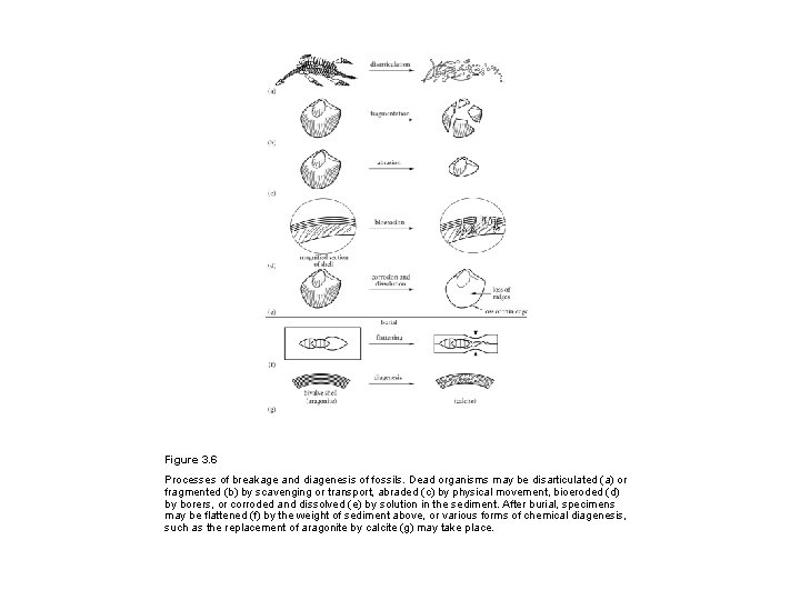 Figure 3. 6 Processes of breakage and diagenesis of fossils. Dead organisms may be