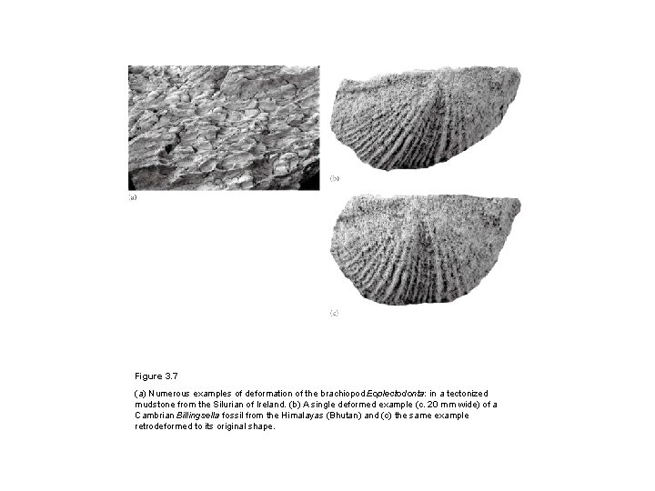 Figure 3. 7 (a) Numerous examples of deformation of the brachiopod Eoplectodonta: in a