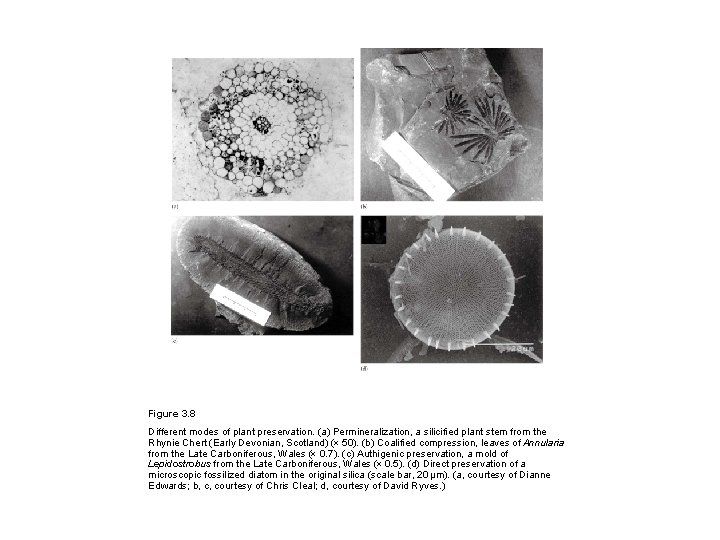 Figure 3. 8 Different modes of plant preservation. (a) Permineralization, a silicified plant stem