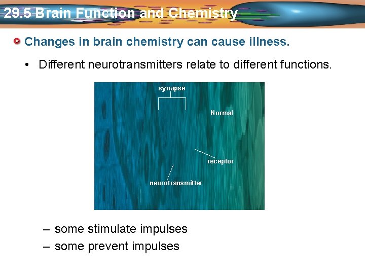 29. 5 Brain Function and Chemistry Changes in brain chemistry can cause illness. •