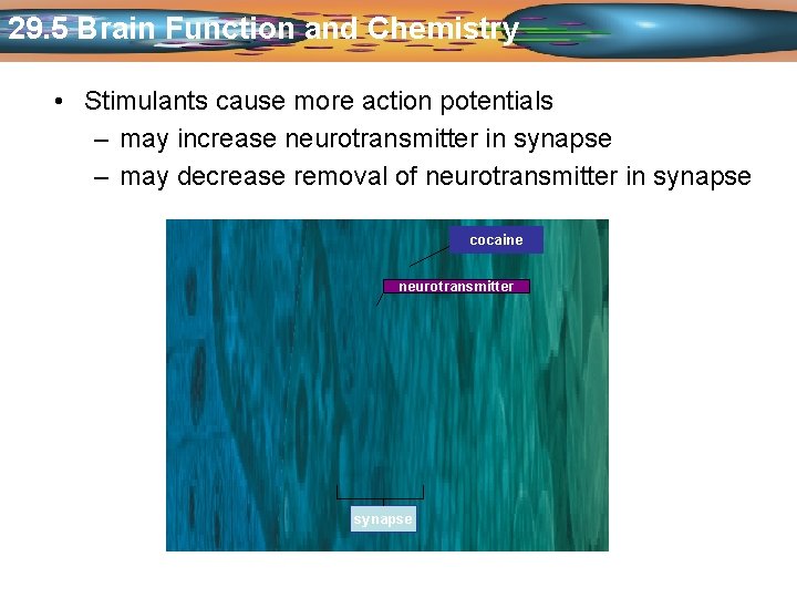 29. 5 Brain Function and Chemistry • Stimulants cause more action potentials – may