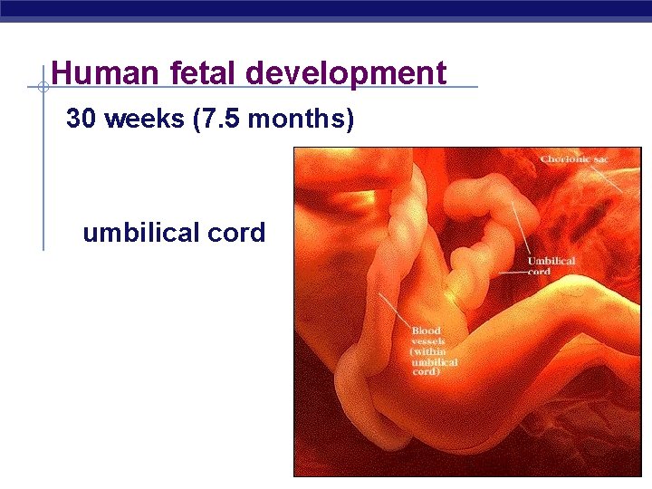 Human fetal development 30 weeks (7. 5 months) umbilical cord AP Biology 2005 -2006