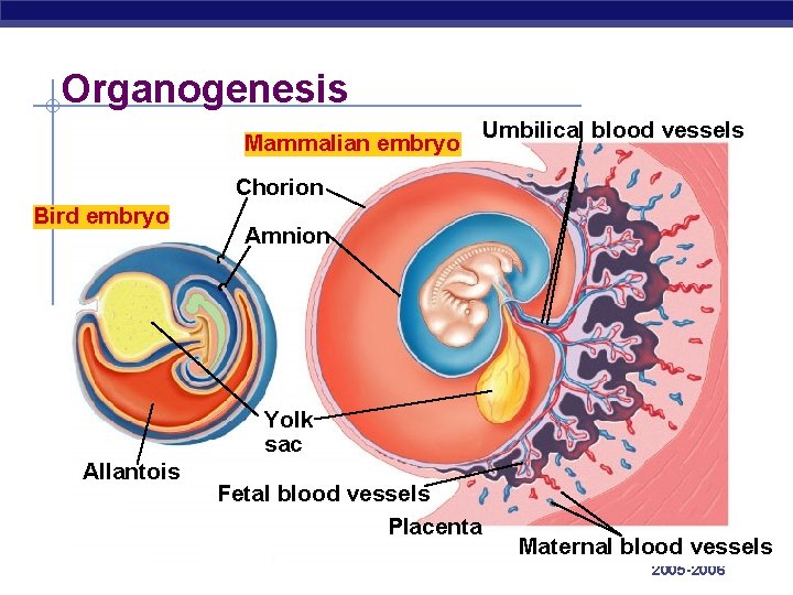 Organogenesis Mammalian embryo Umbilical blood vessels Chorion Bird embryo Amnion Yolk sac Allantois AP