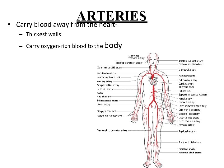  • ARTERIES Carry blood away from the heart– Thickest walls – Carry oxygen-rich