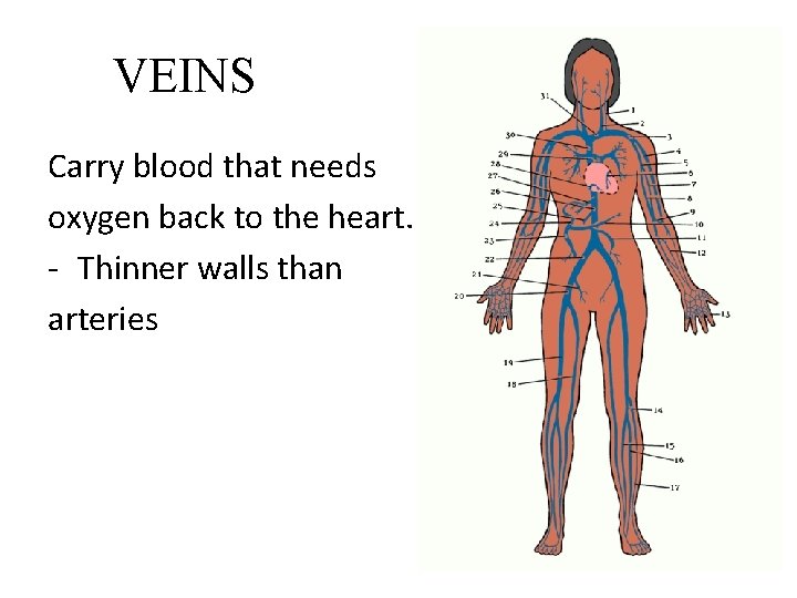 VEINS Carry blood that needs oxygen back to the heart. - Thinner walls than