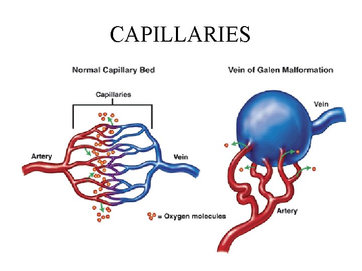 CAPILLARIES 