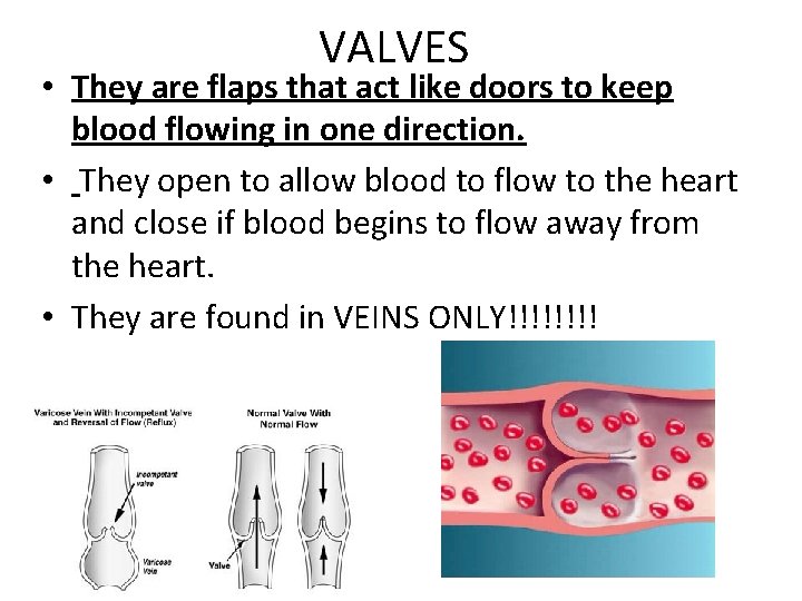 VALVES • They are flaps that act like doors to keep blood flowing in