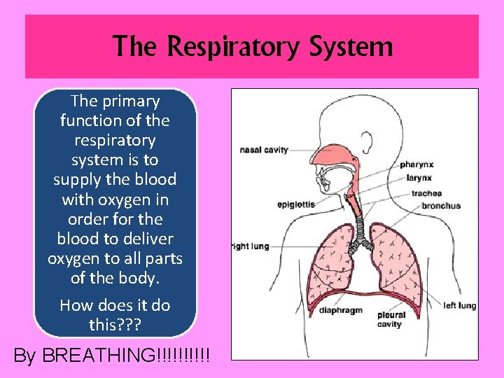 The Respiratory System The primary function of the respiratory system is to supply the