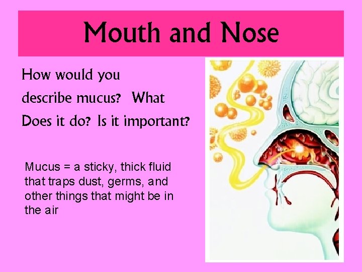 Mouth and Nose How would you describe mucus? What Does it do? Is it