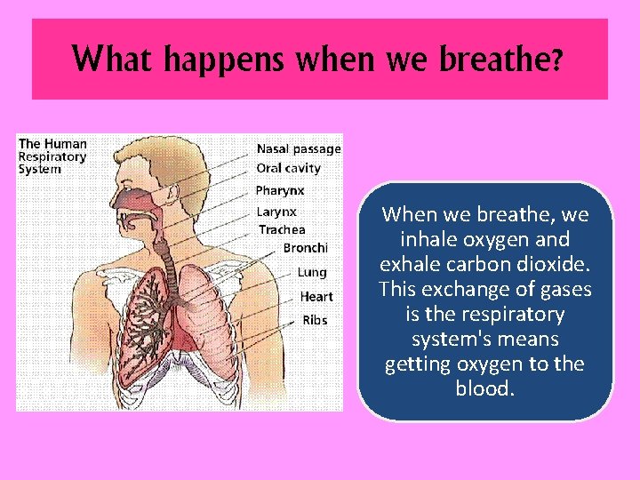 What happens when we breathe? When we breathe, we inhale oxygen and exhale carbon