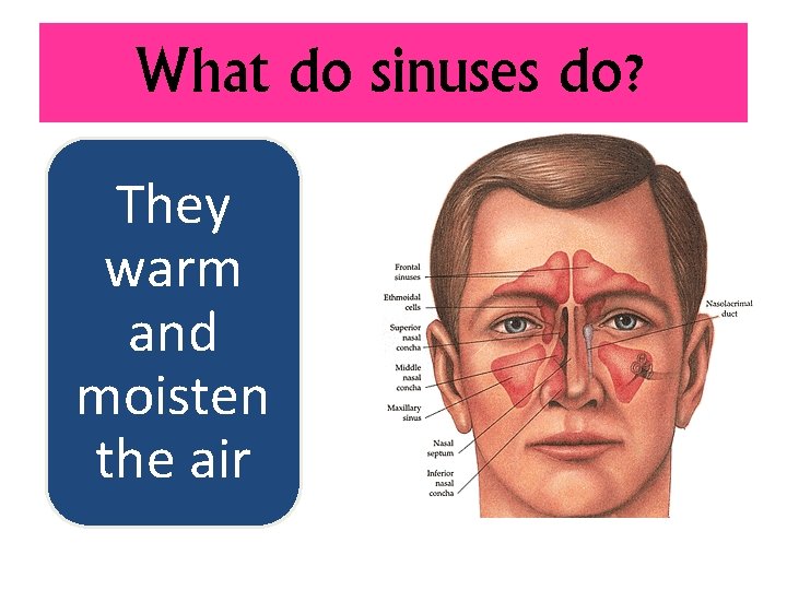 What do sinuses do? They warm and moisten the air 