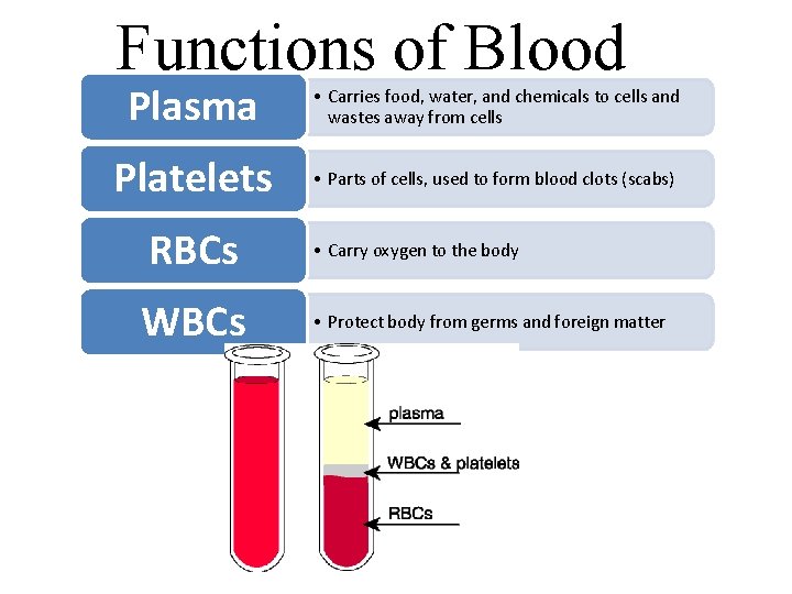 Functions of Blood Plasma • Carries food, water, and chemicals to cells and wastes