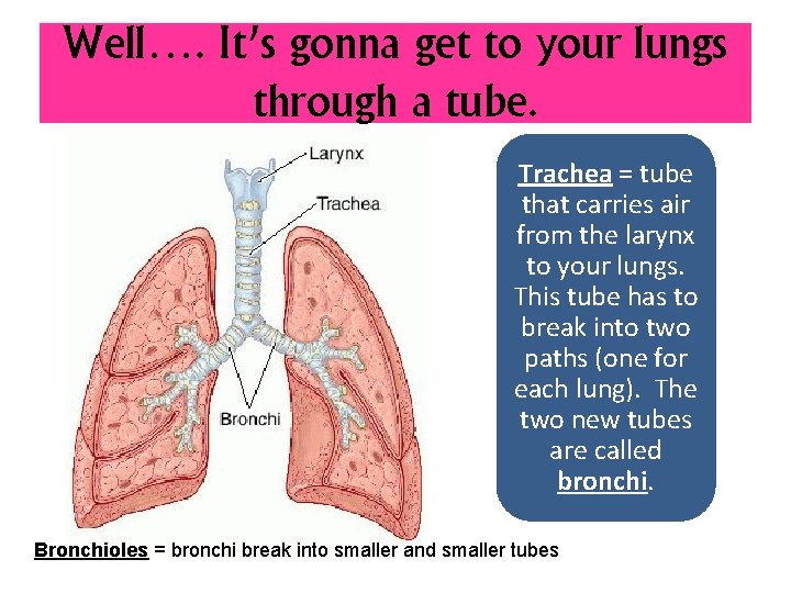 Well…. It’s gonna get to your lungs through a tube. Trachea = tube that