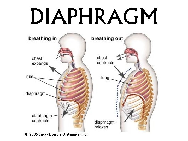 DIAPHRAGM 