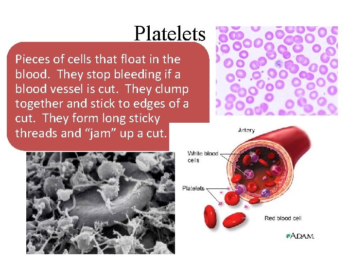 Platelets Pieces of cells that float in the blood. They stop bleeding if a