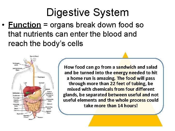 Digestive System • Function = organs break down food so that nutrients can enter
