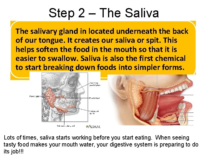 Step 2 – The Saliva The salivary gland in located underneath the back of