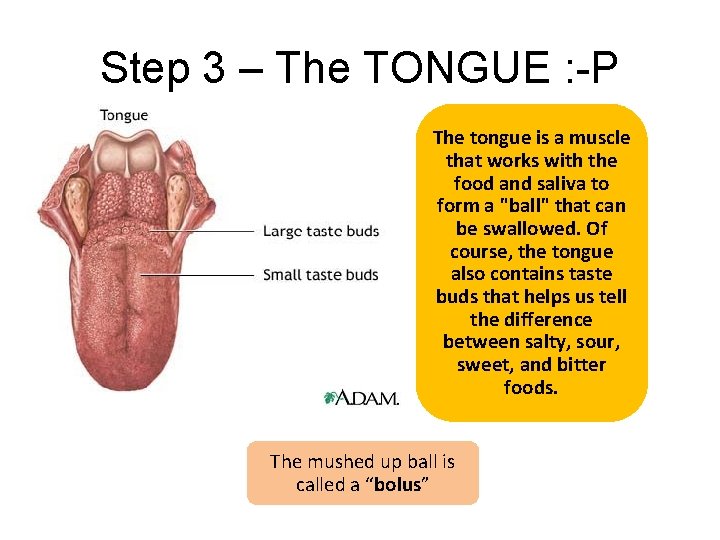 Step 3 – The TONGUE : -P The tongue is a muscle that works