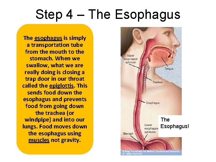 Step 4 – The Esophagus The esophagus is simply a transportation tube from the
