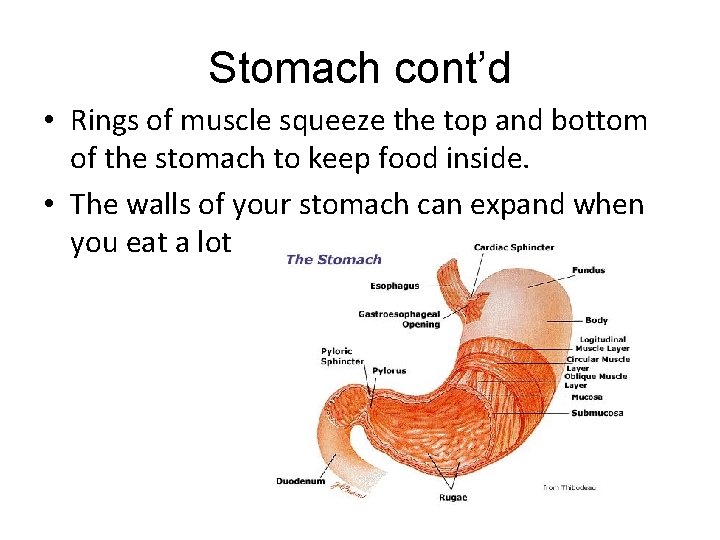 Stomach cont’d • Rings of muscle squeeze the top and bottom of the stomach