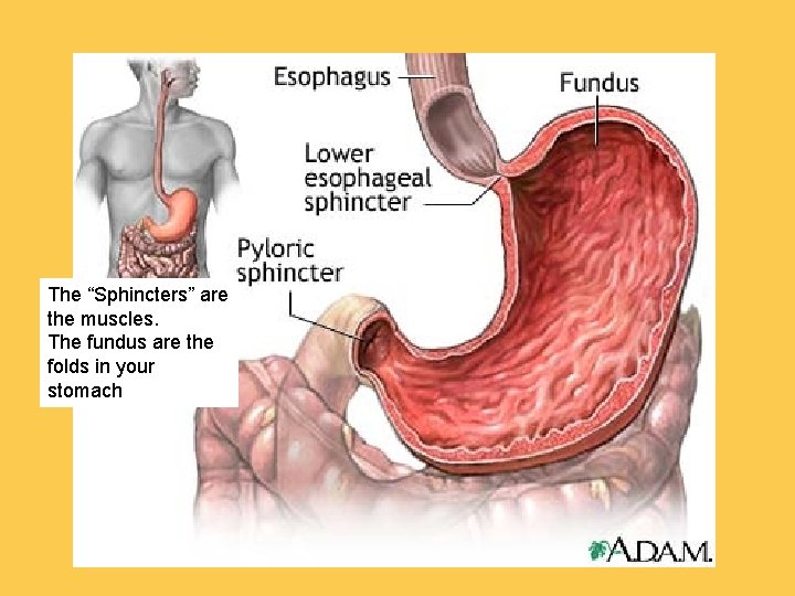 The “Sphincters” are the muscles. The fundus are the folds in your stomach 