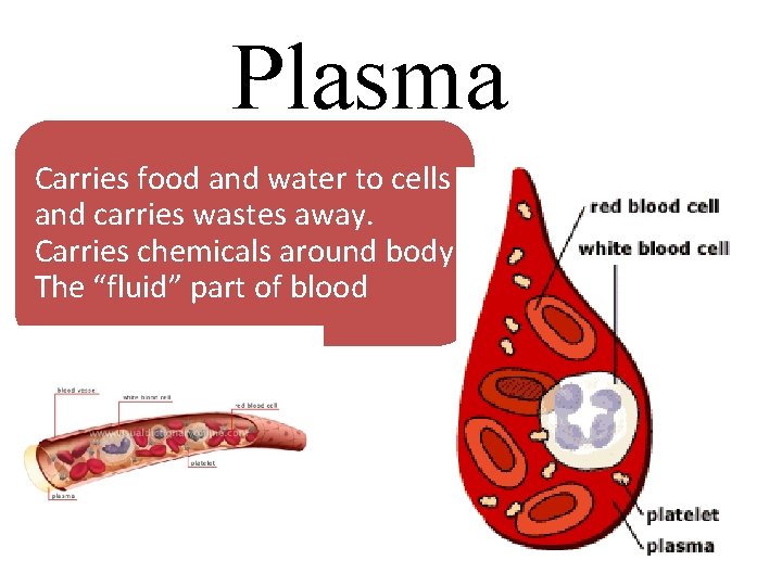 Plasma Carries food and water to cells and carries wastes away. Carries chemicals around