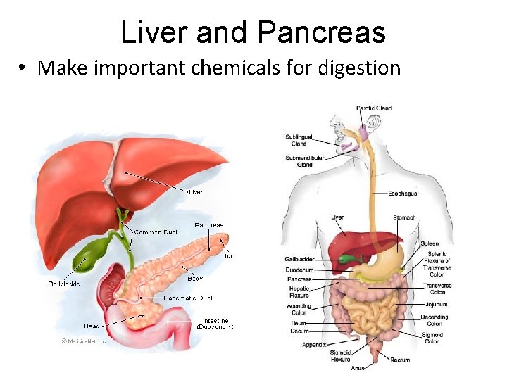 Liver and Pancreas • Make important chemicals for digestion 