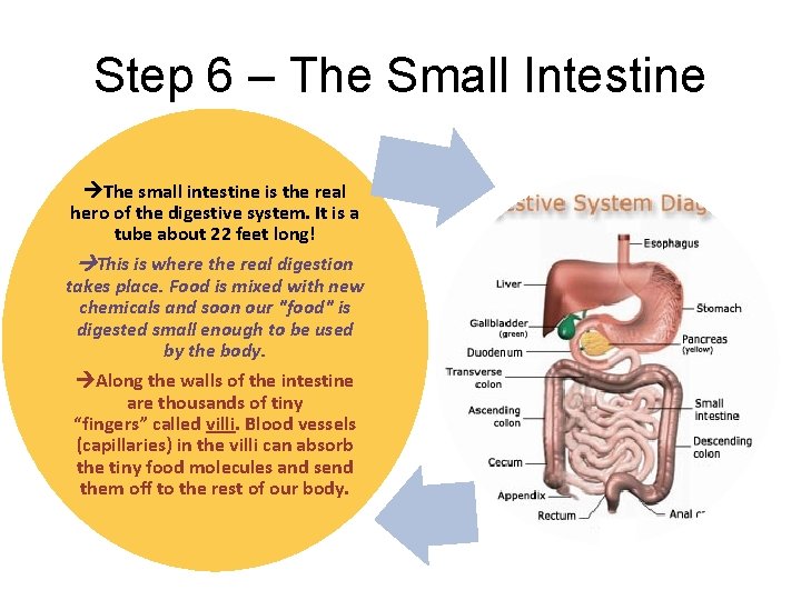 Step 6 – The Small Intestine The small intestine is the real hero of