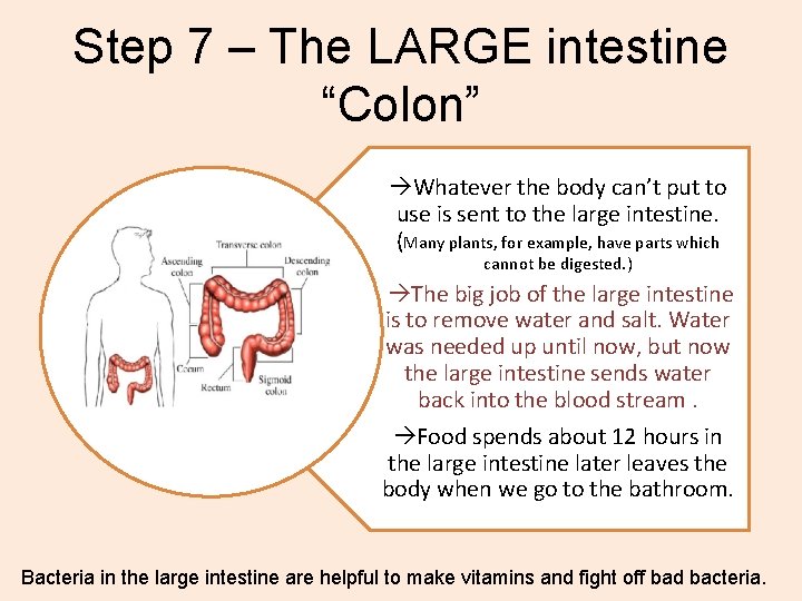 Step 7 – The LARGE intestine “Colon” Whatever the body can’t put to use