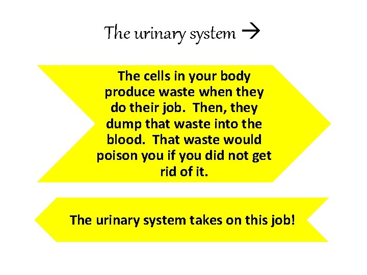 The urinary system The cells in your body produce waste when they do their