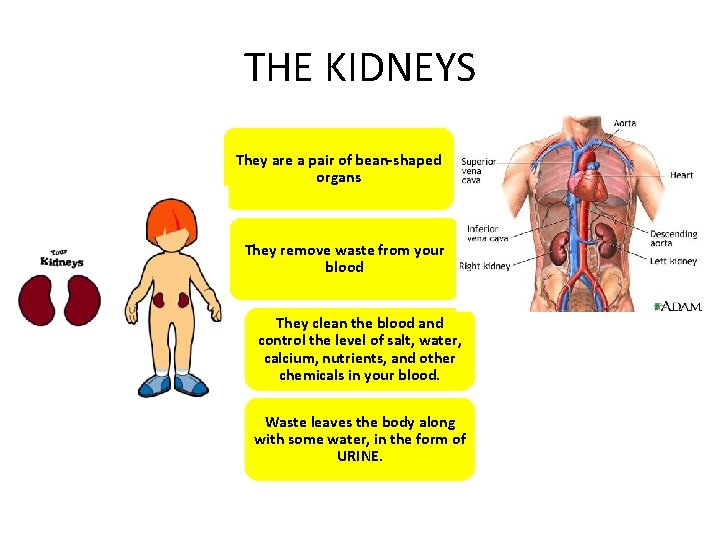 THE KIDNEYS They are a pair of bean-shaped organs They remove waste from your