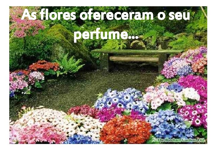 As flores ofereceram o seu perfume. . . 