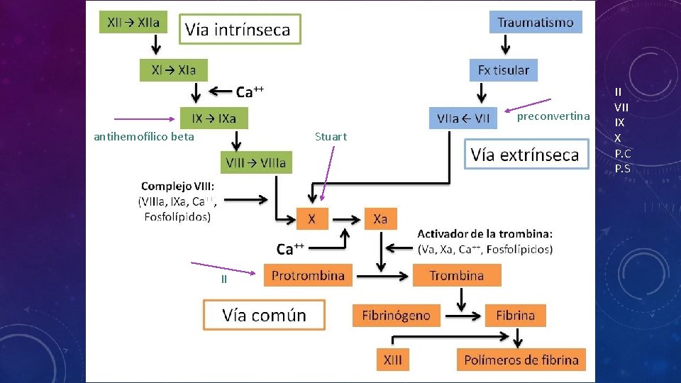 preconvertina antihemofílico beta Stuart II II VII IX X P. C P. S 