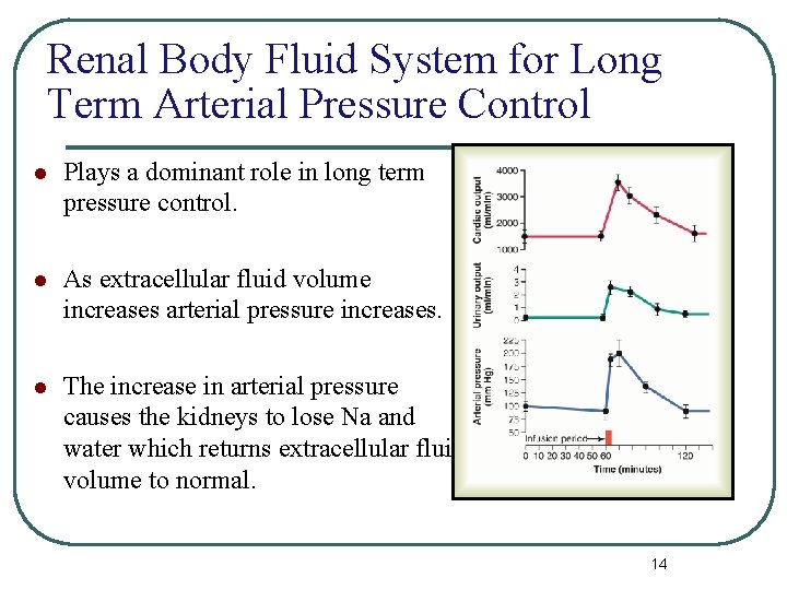 Renal Body Fluid System for Long Term Arterial Pressure Control l Plays a dominant Renal Body Fluid System for Long Term Arterial Pressure Control l Plays a dominant