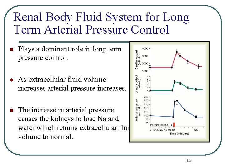 Renal Body Fluid System for Long Term Arterial Pressure Control l Plays a dominant