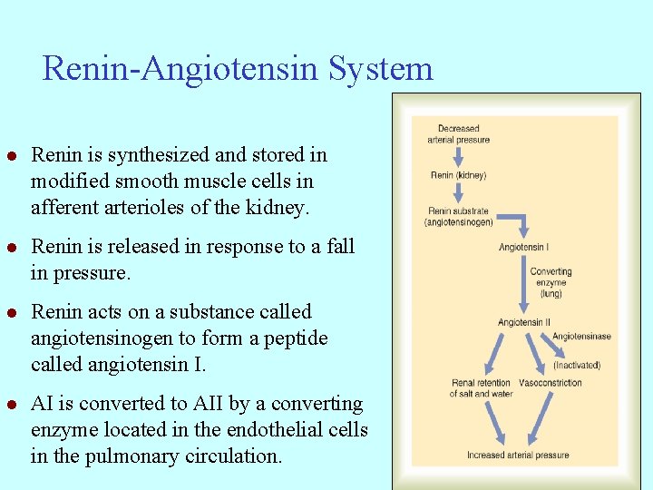 Renin-Angiotensin System l Renin is synthesized and stored in modified smooth muscle cells in Renin-Angiotensin System l Renin is synthesized and stored in modified smooth muscle cells in