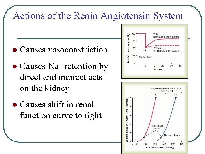 Actions of the Renin Angiotensin System l Causes vasoconstriction l Causes Na+ retention by Actions of the Renin Angiotensin System l Causes vasoconstriction l Causes Na+ retention by