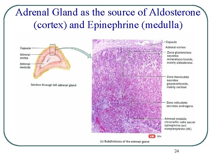 Adrenal Gland as the source of Aldosterone (cortex) and Epinephrine (medulla) 24 Adrenal Gland as the source of Aldosterone (cortex) and Epinephrine (medulla) 24