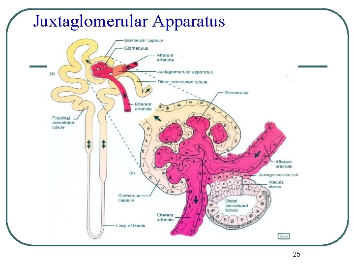 Juxtaglomerular Apparatus 25 