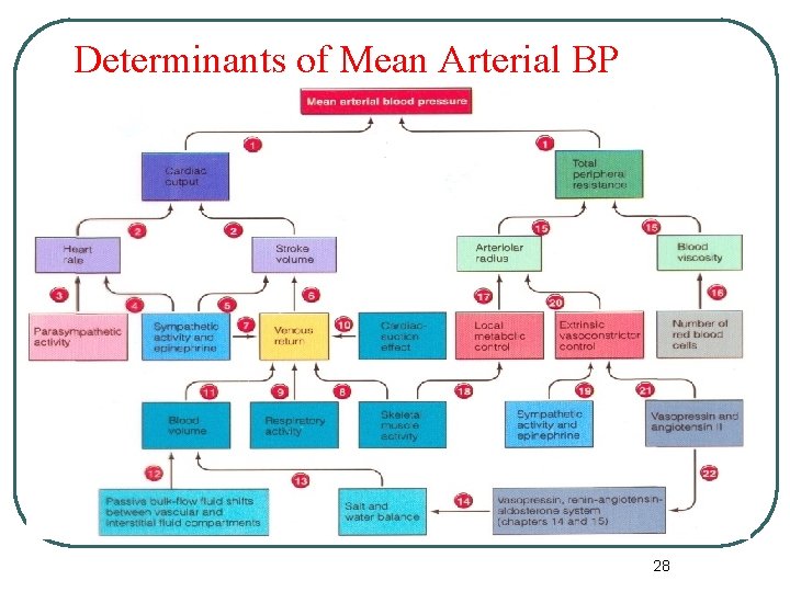 Determinants of Mean Arterial BP 28 Determinants of Mean Arterial BP 28