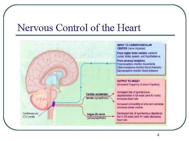 Nervous Control of the Heart 4 Nervous Control of the Heart 4