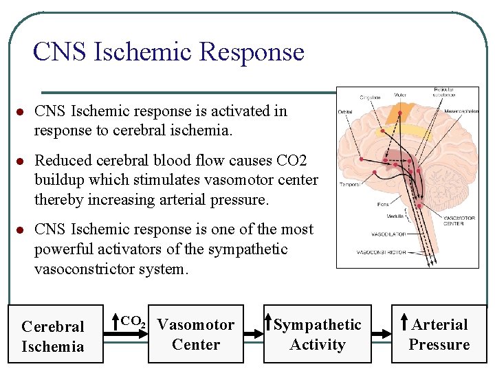 CNS Ischemic Response l CNS Ischemic response is activated in response to cerebral ischemia. CNS Ischemic Response l CNS Ischemic response is activated in response to cerebral ischemia.
