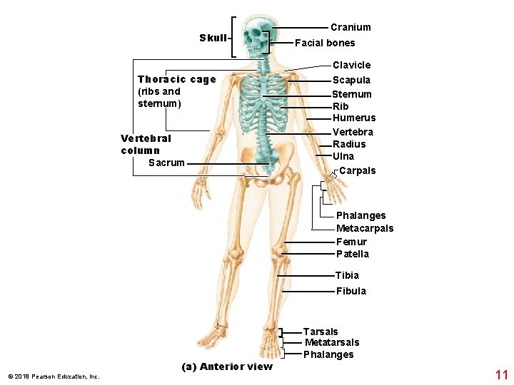 Skull Cranium Facial bones Clavicle Thoracic cage (ribs and sternum) Vertebral column Sacrum Scapula