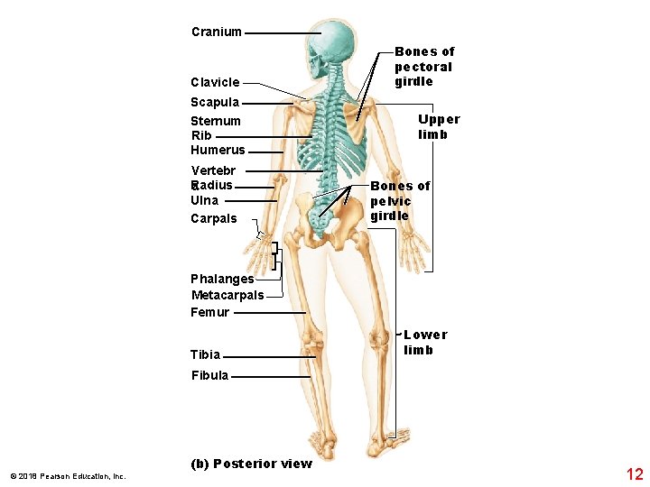 Cranium Clavicle Scapula Sternum Rib Humerus Vertebr R a adius Ulna Carpals Bones of