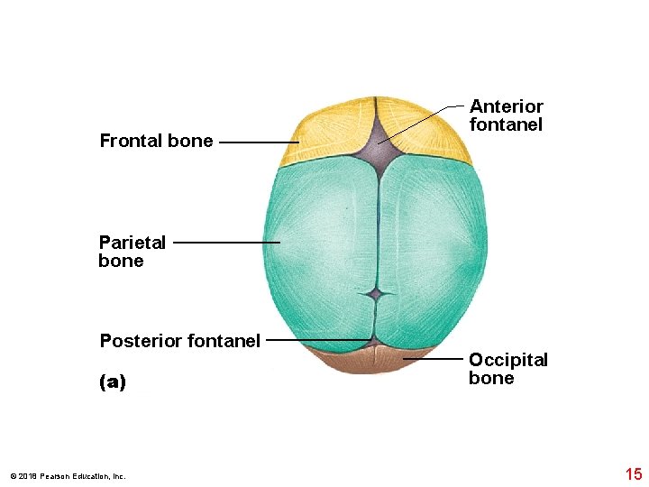 Frontal bone Anterior fontanel Parietal bone Posterior fontanel (a) © 2018 Pearson Education, Inc.
