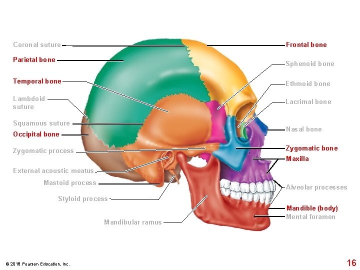 Frontal bone Coronal suture Parietal bone Sphenoid bone Temporal bone Ethmoid bone Lambdoid suture