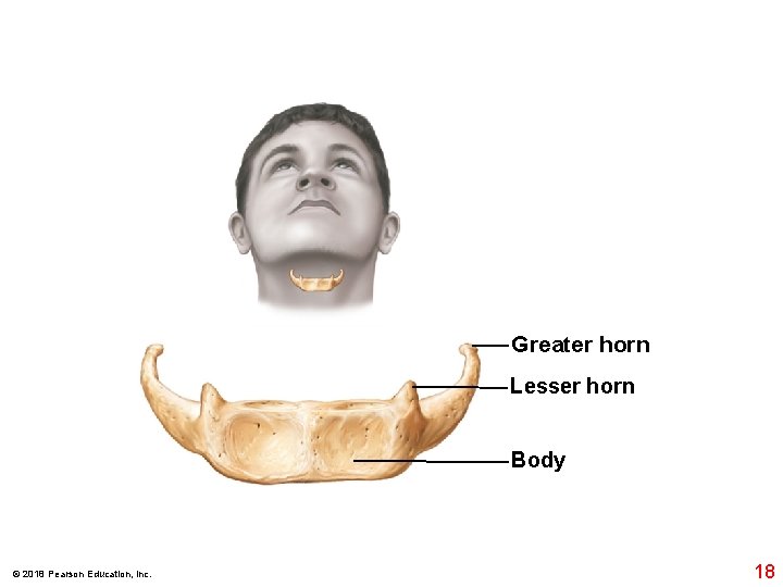 Greater horn Lesser horn Body © 2018 Pearson Education, Inc. 18 