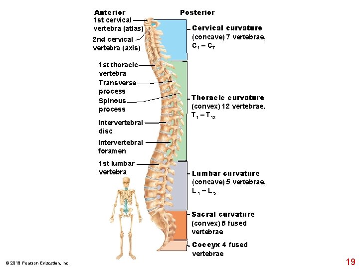 Anterior 1 st cervical vertebra (atlas) 2 nd cervical vertebra (axis) 1 st thoracic