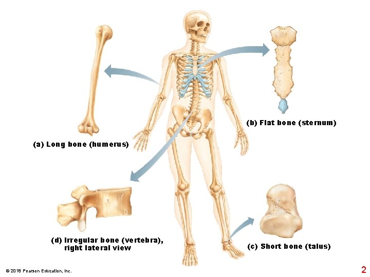 (b) Flat bone (sternum) (a) Long bone (humerus) (d) Irregular bone (vertebra), right lateral